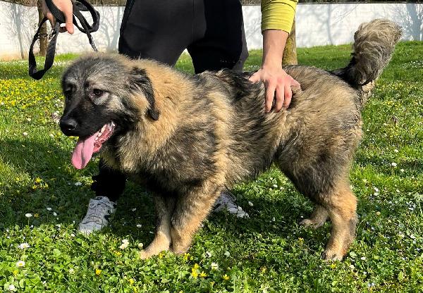 VIENNA CUCCIOLA PASTORE DEL CAUCASO Foto 6